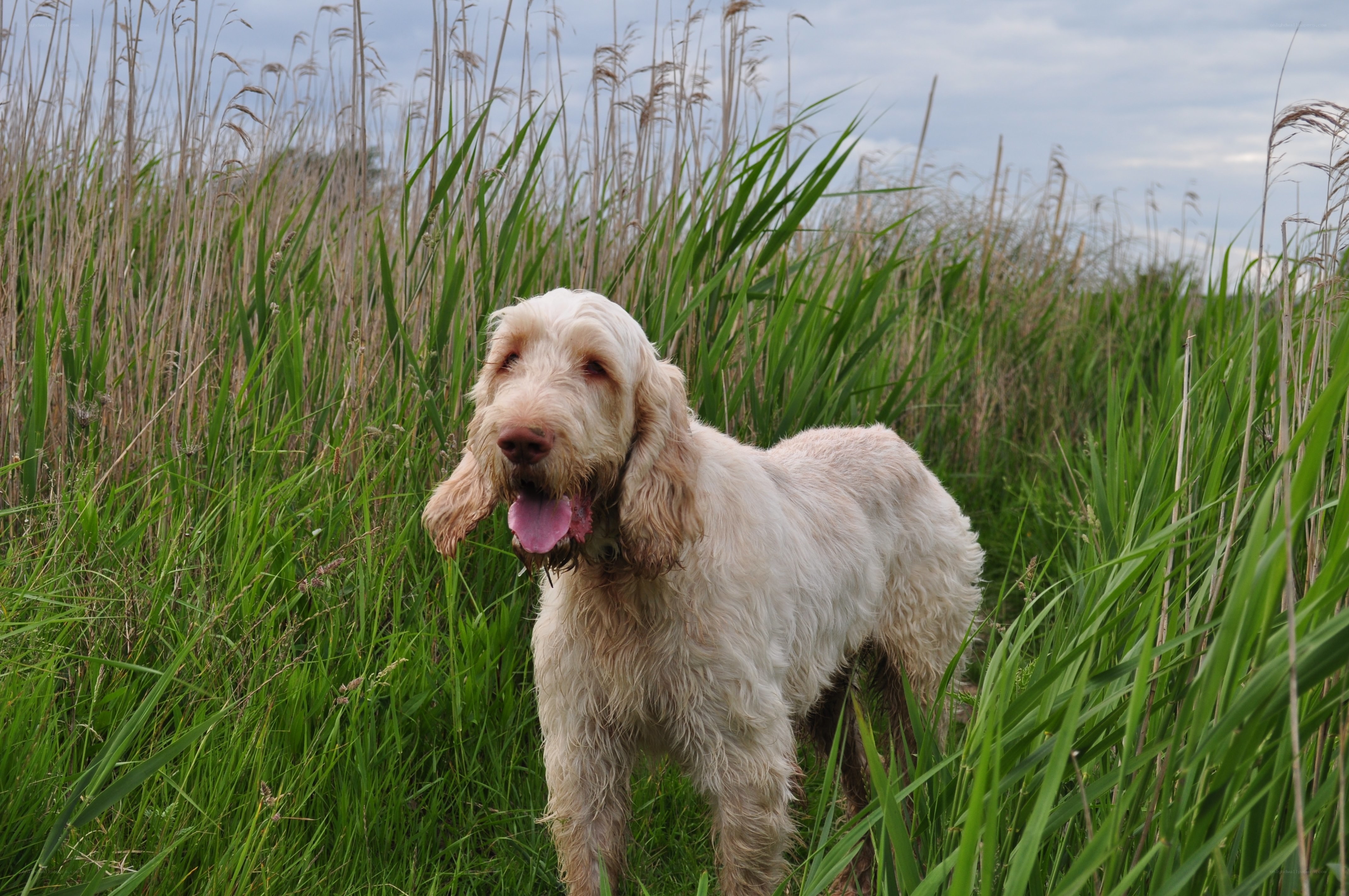 dog in tall grass field