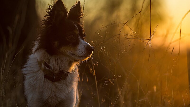 Dog in Tall Grass — Golden, Serene
