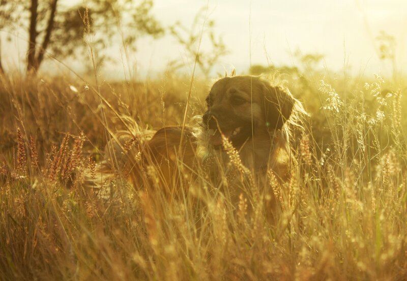 Dog in Tall Grass — Golden