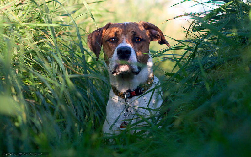 Dog in Tall Grass — Green, Calm, Afternoon, Photograph
