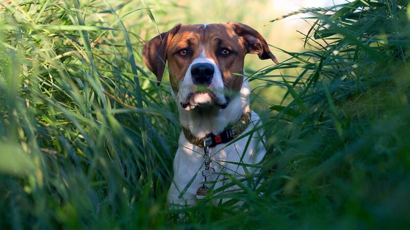Dog in Tall Grass — Green, Calm, Afternoon