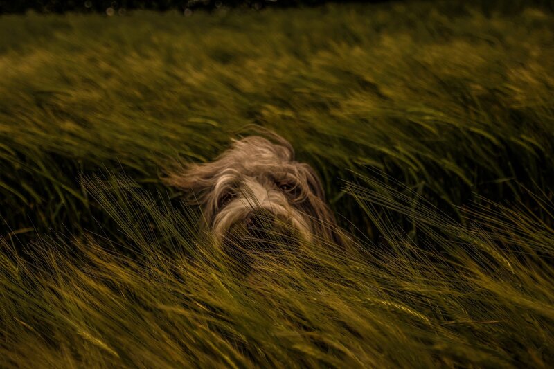 Dog in Tall Grass — Green, Calm, Night