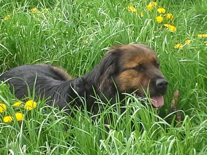 Dog in Tall Grass — Green, Calm