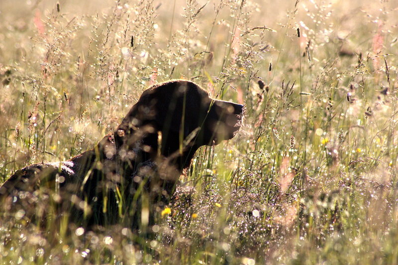 Dog in Tall Grass — Green