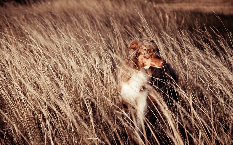 dog in tall grass
