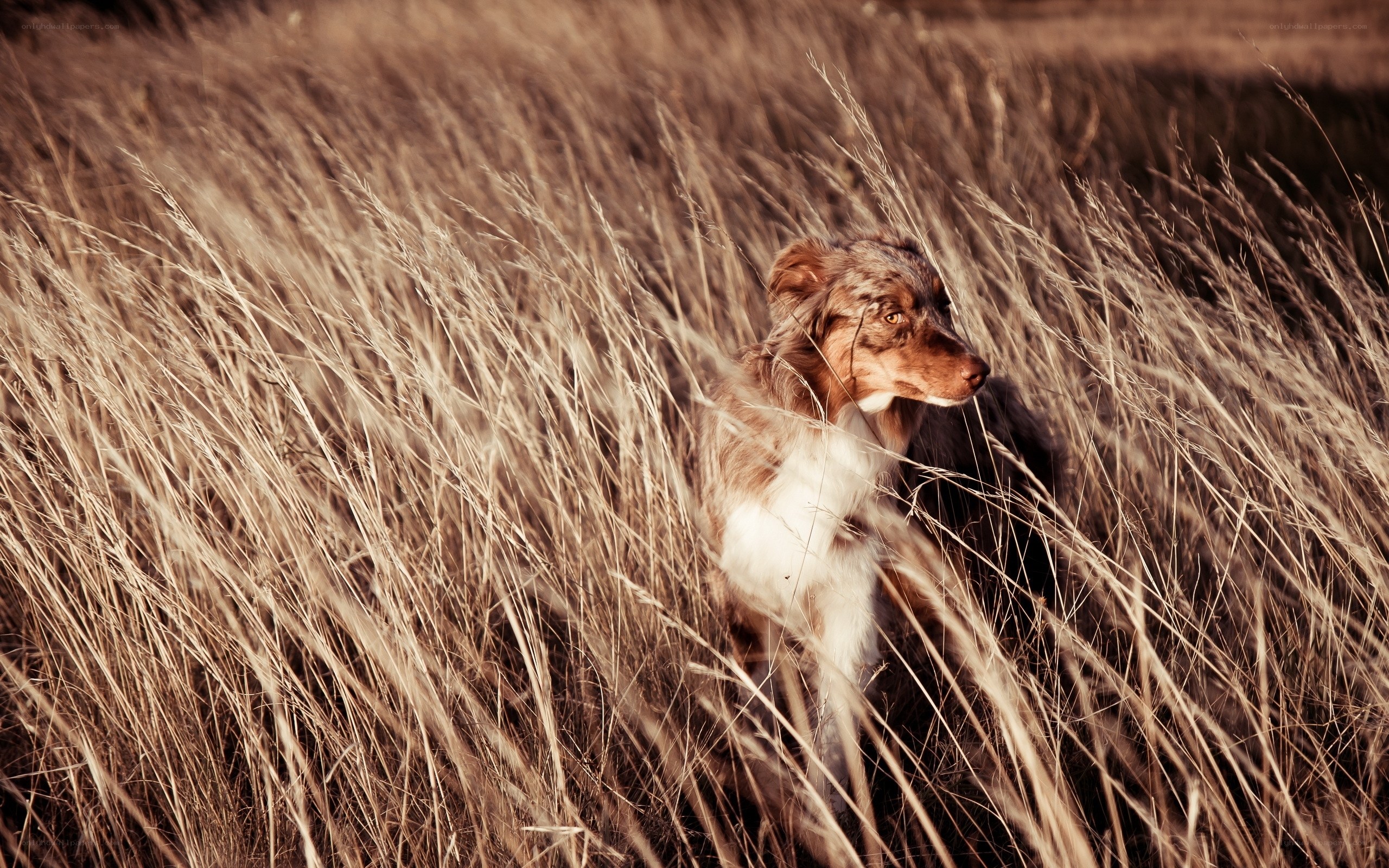dog in tall grass