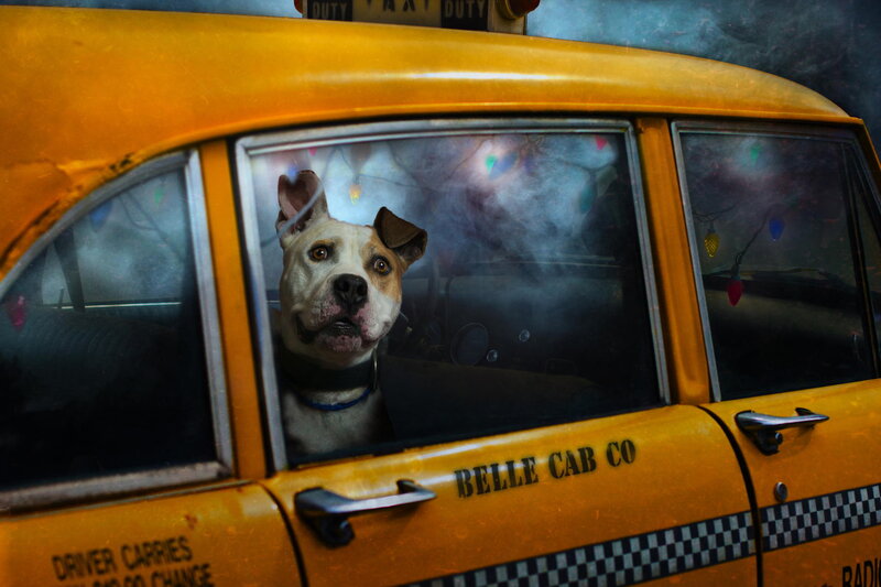 Dog in Taxi