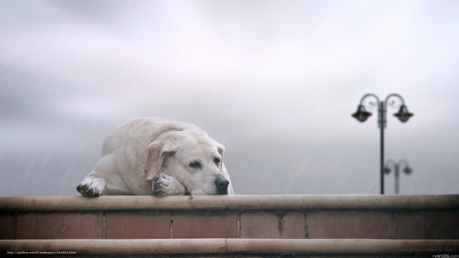 dog in the rain