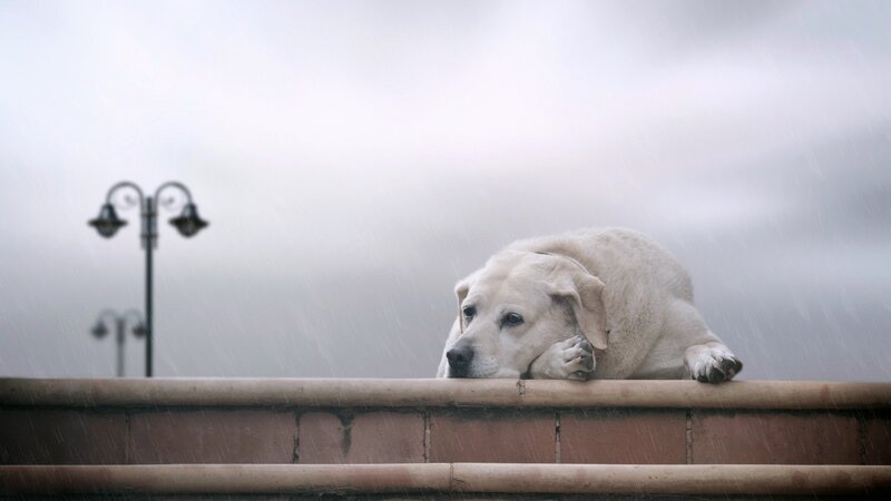 dog in the rain