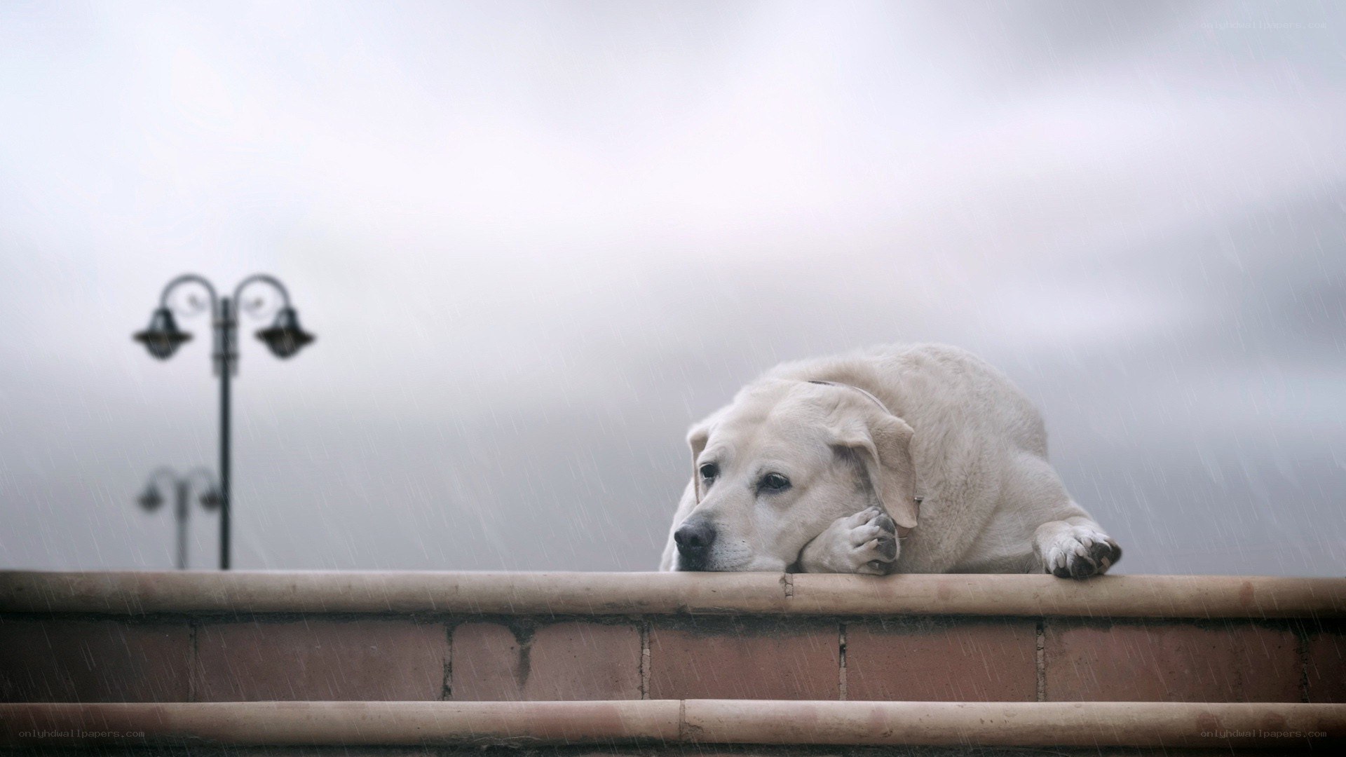 dog in the rain