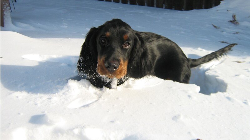 dog in the snow