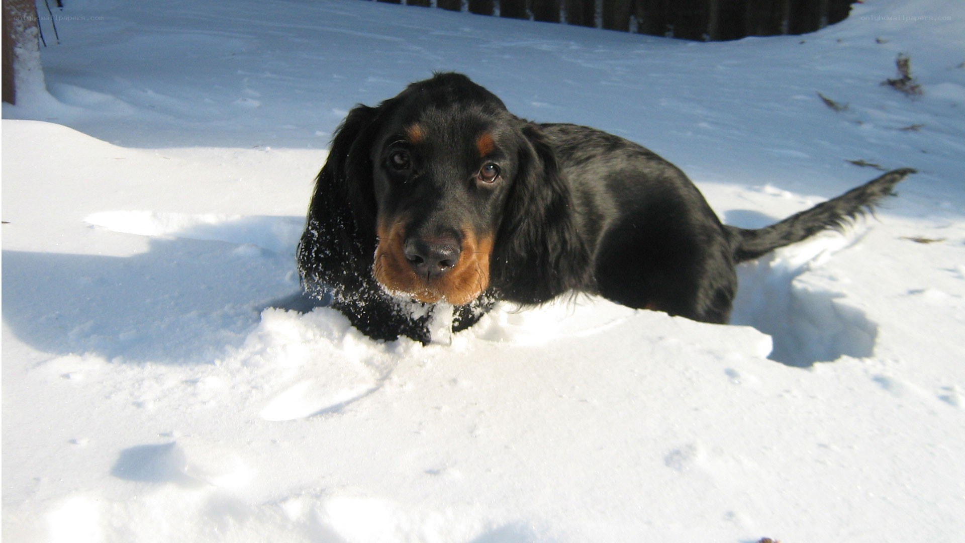 dog in the snow