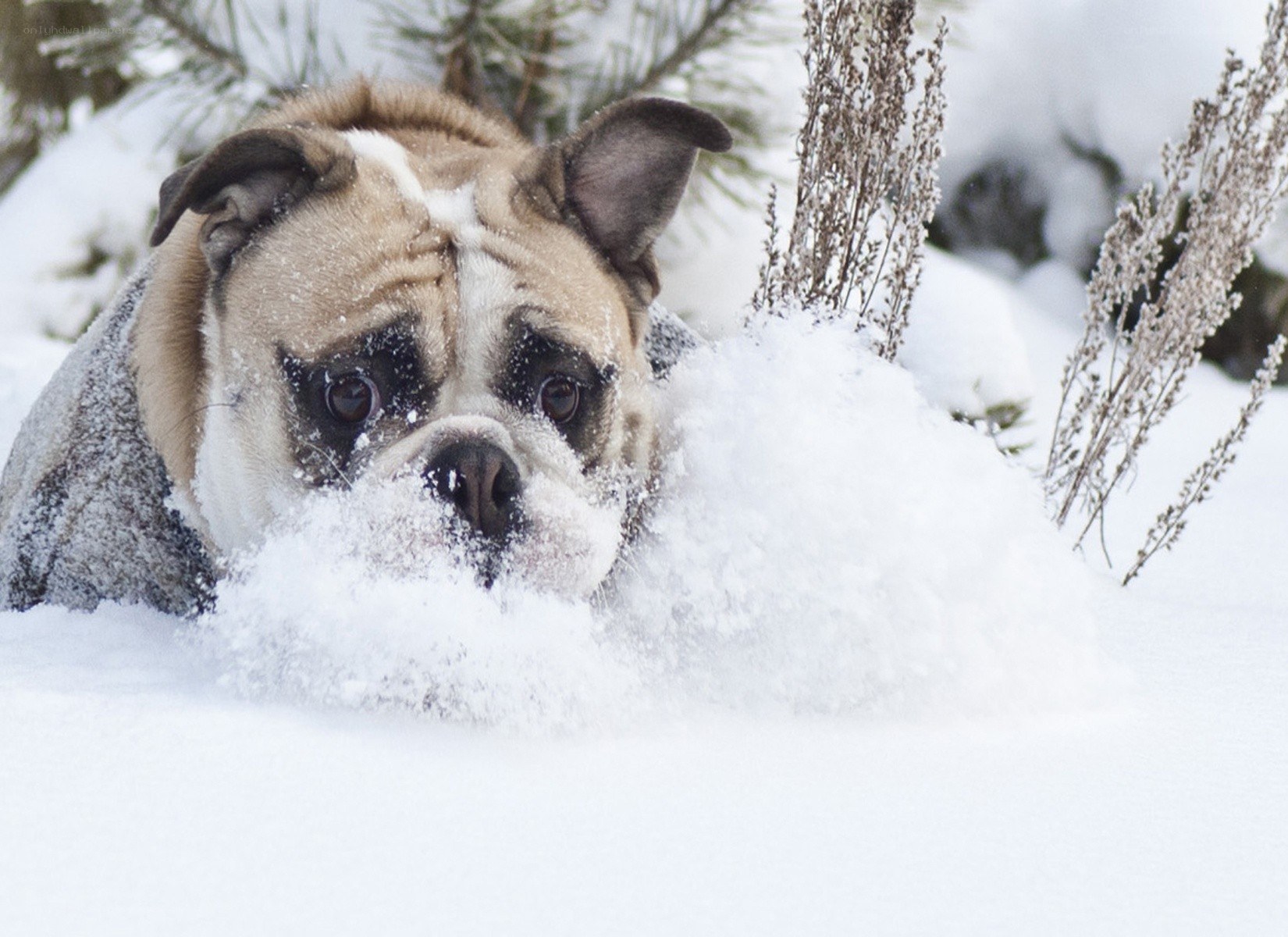 dog in the snow