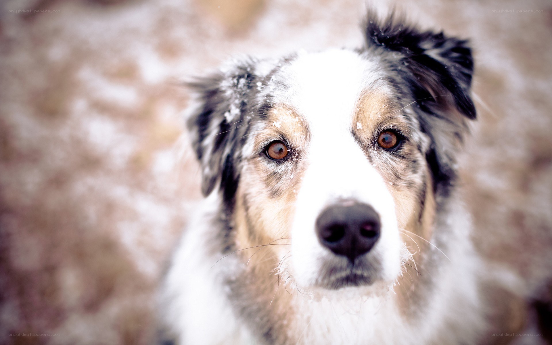 dog in the snow