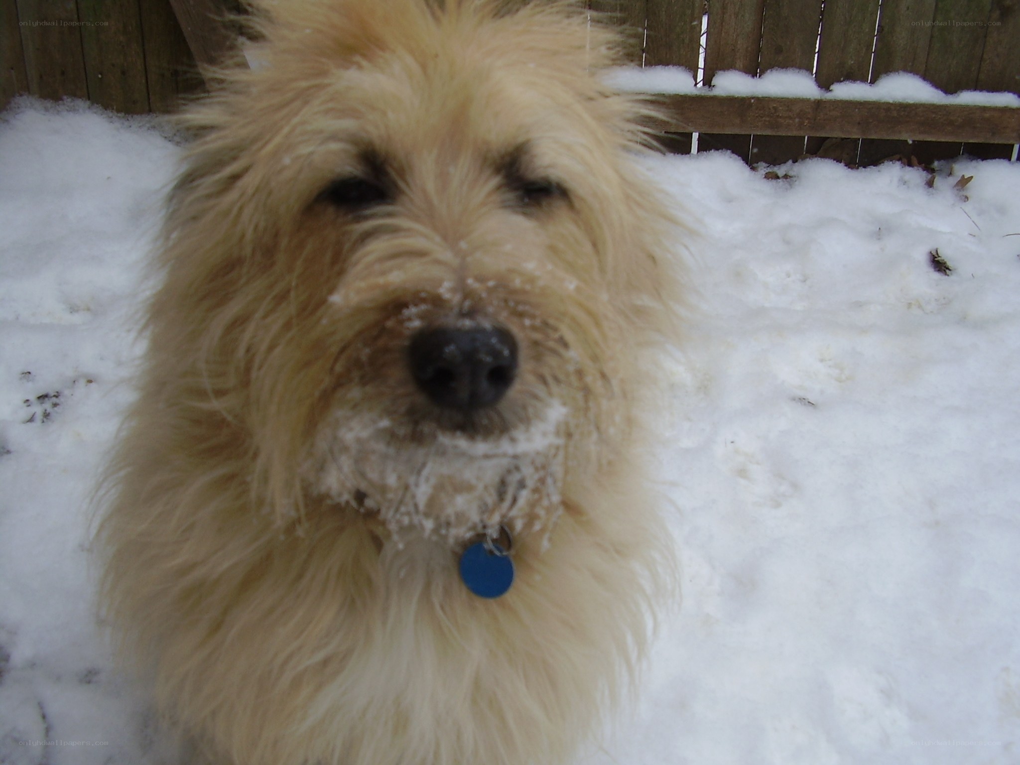 dog in the snow