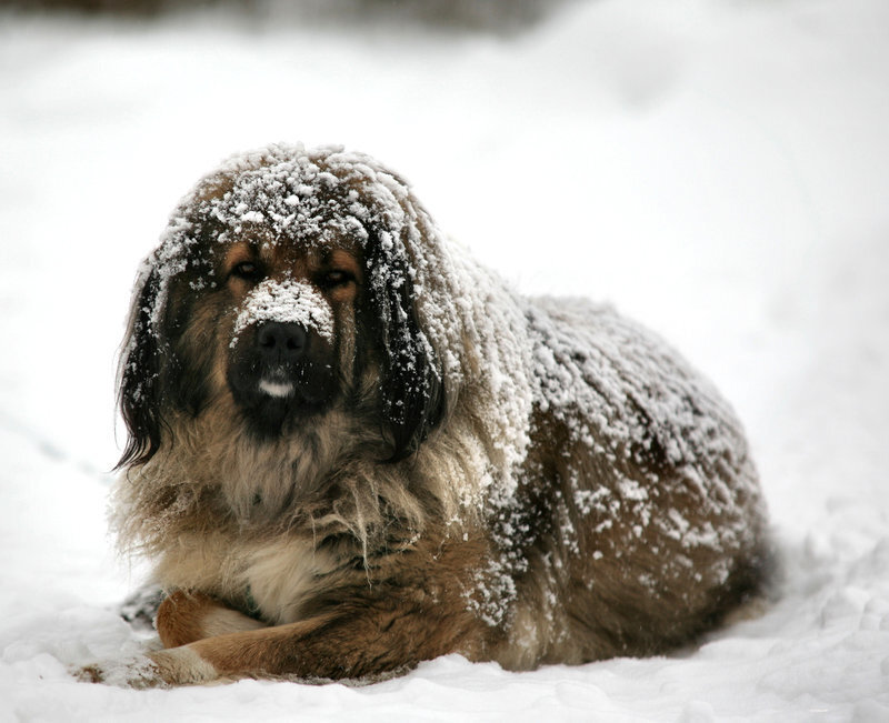 dog in the snow