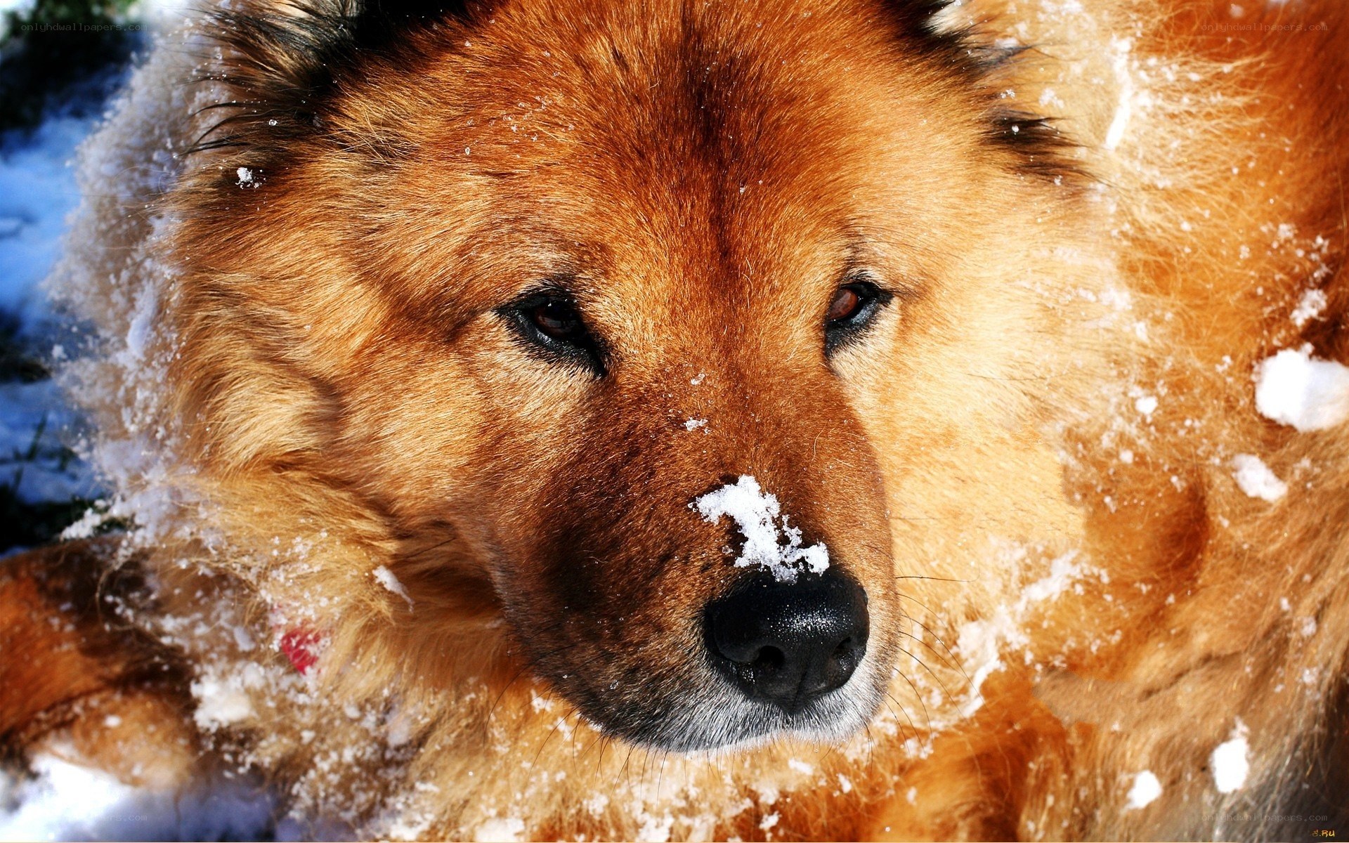 dog in the snow