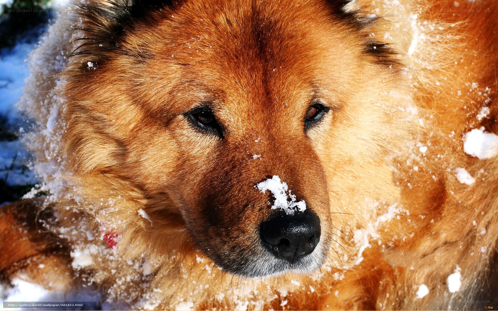 dog in the snow