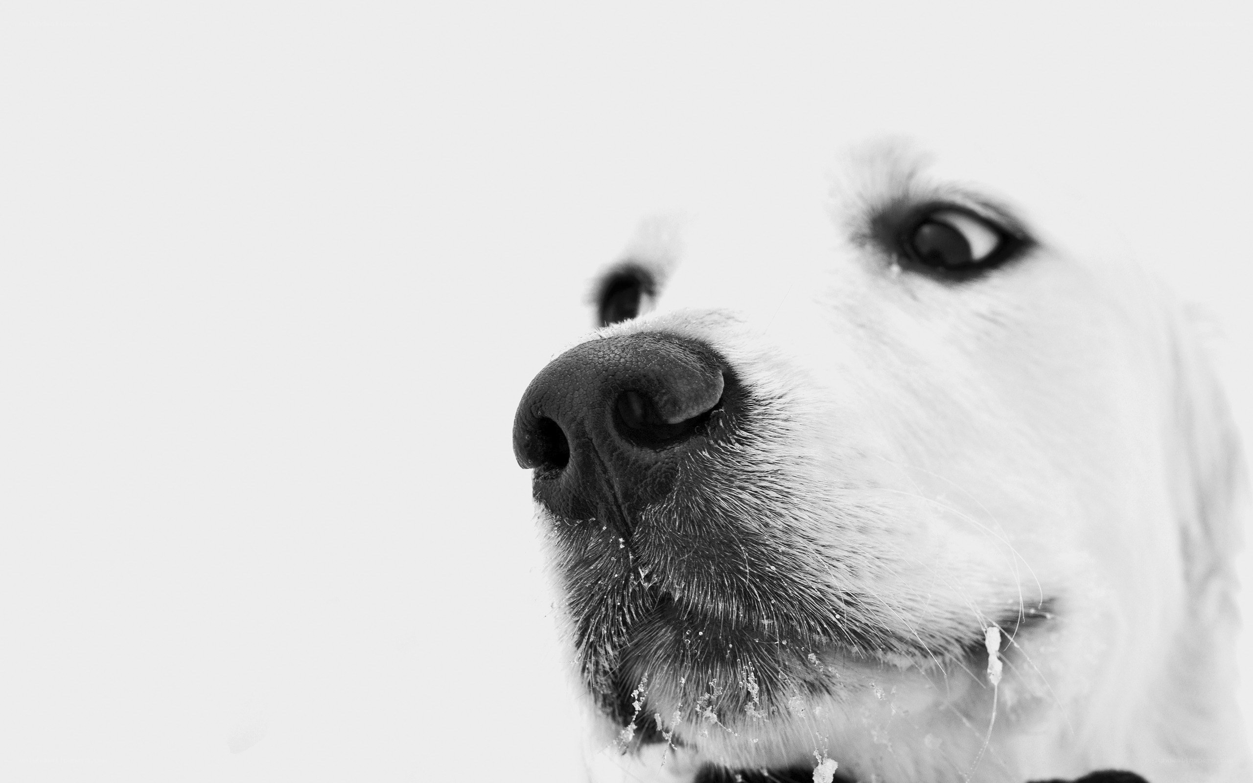 dog in the snow
