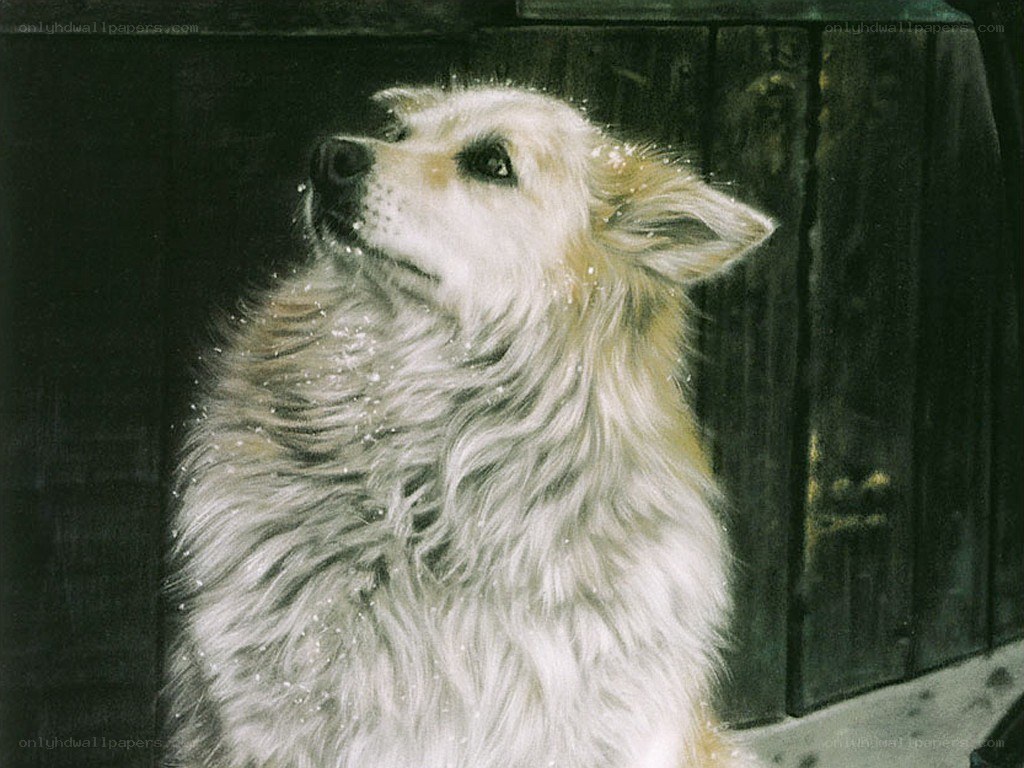 dog in the snow