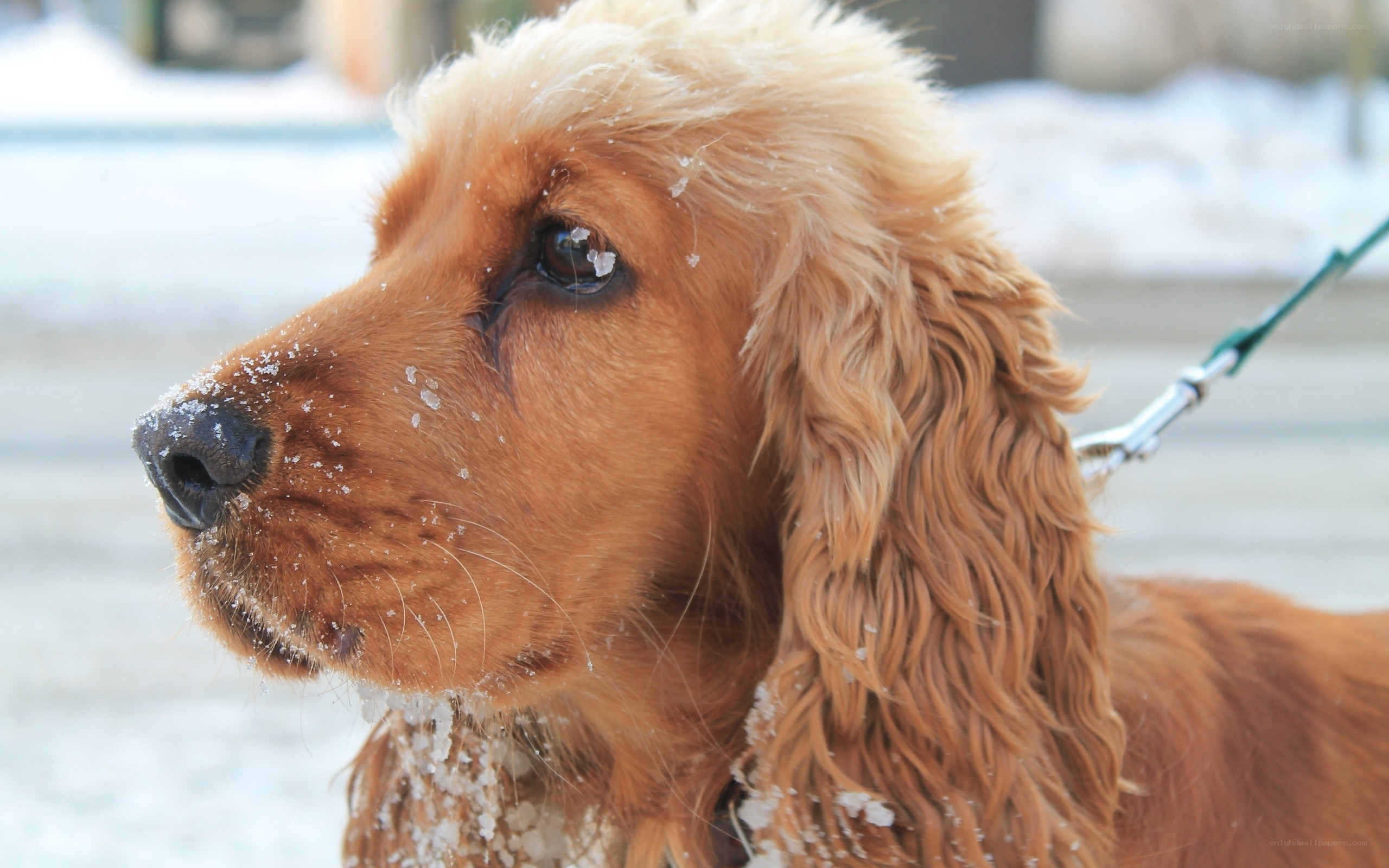 dog in the snow