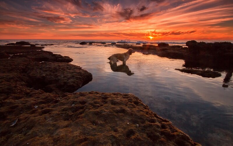 Dog in Tidal Pool — Orange