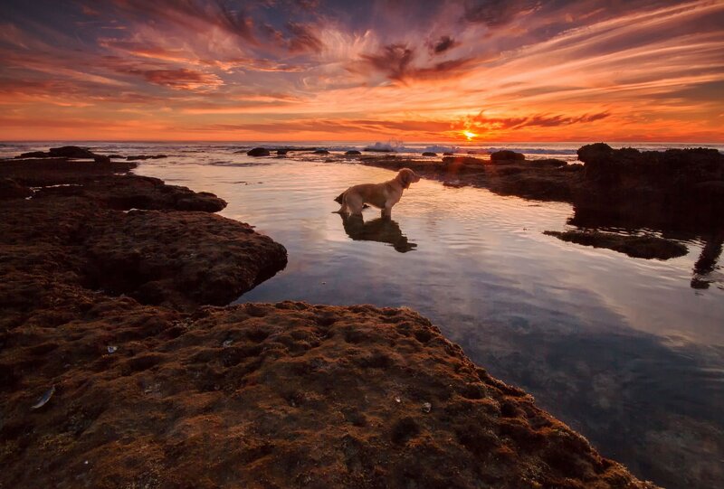 Dog in Tidal Pool