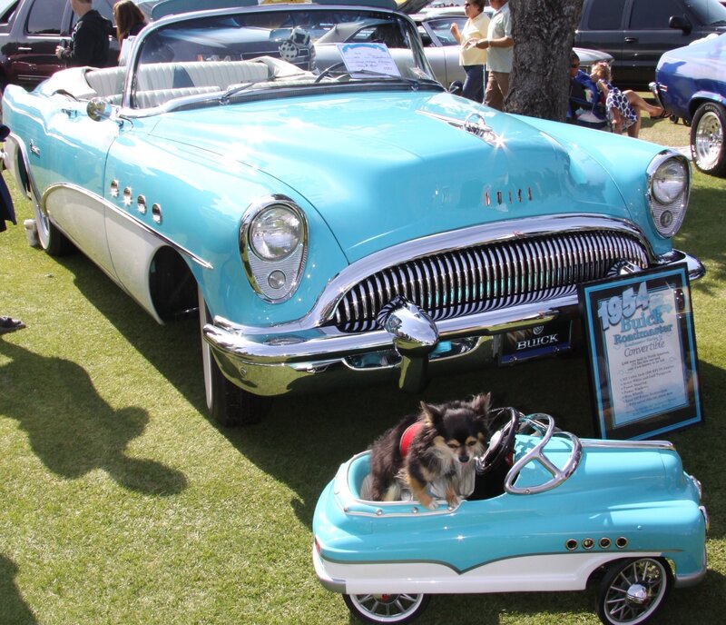 Dog in Toy Car — Blue