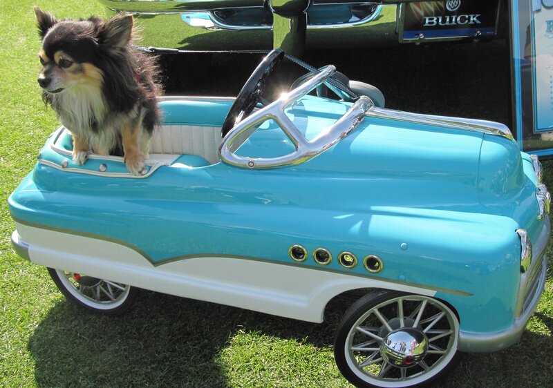 Dog in Toy Car