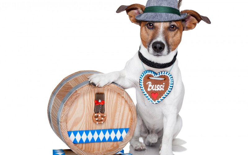 Dog in Traditional Attire