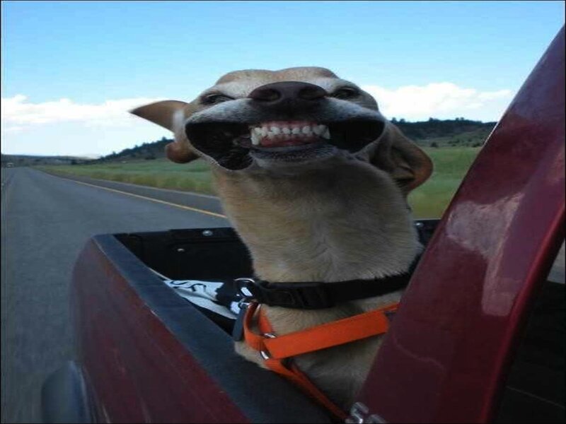 Dog in Truck Bed