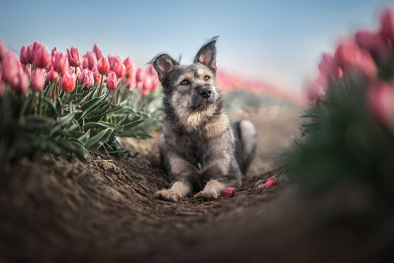 Dog in Tulip Field — Pink