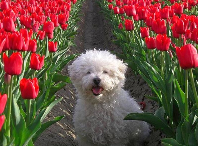 Dog in tulip field