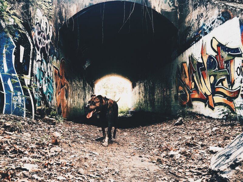 Dog in Tunnel