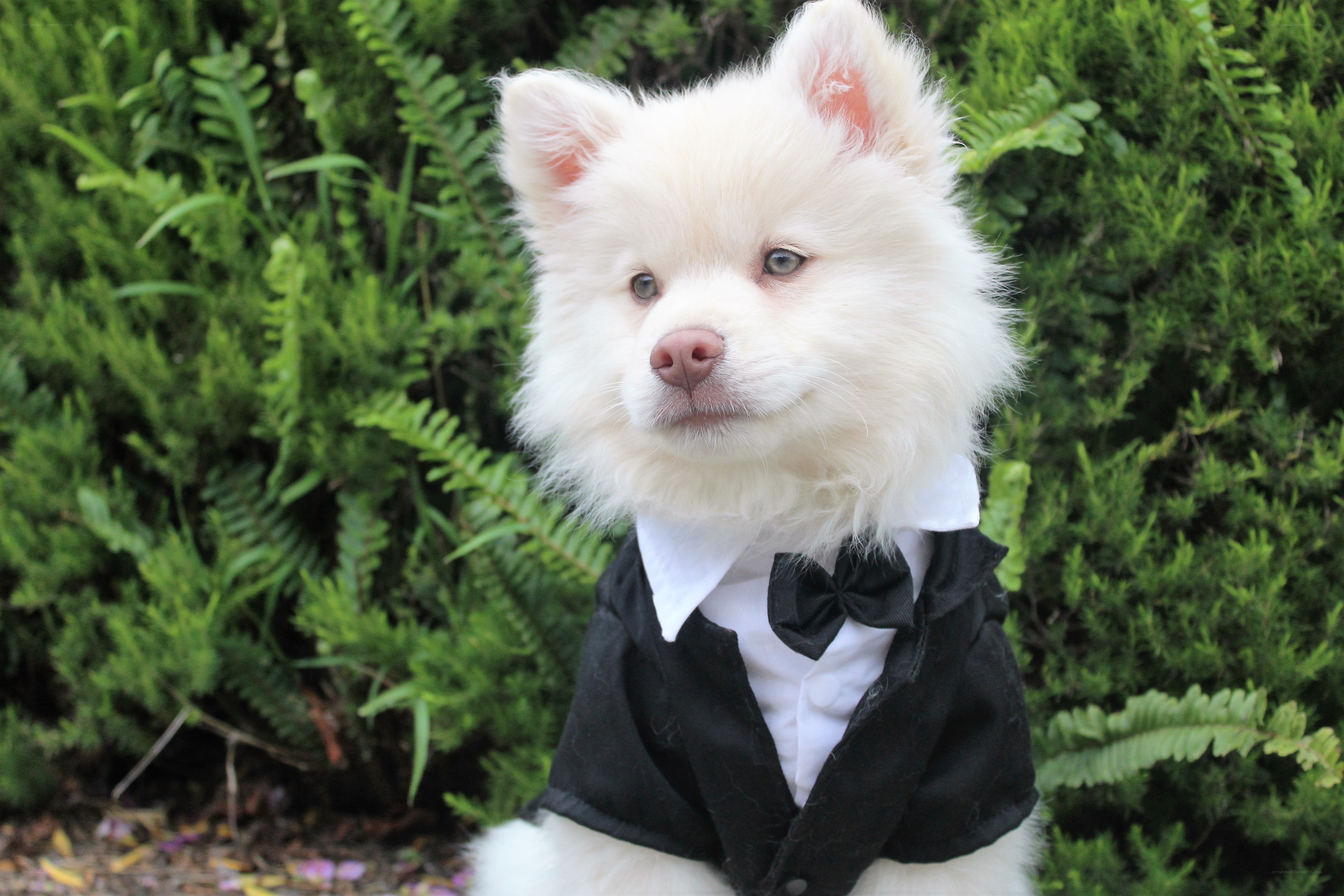 dog in tuxedo outfit