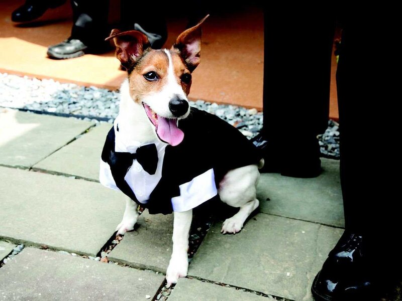 Dog in Tuxedo