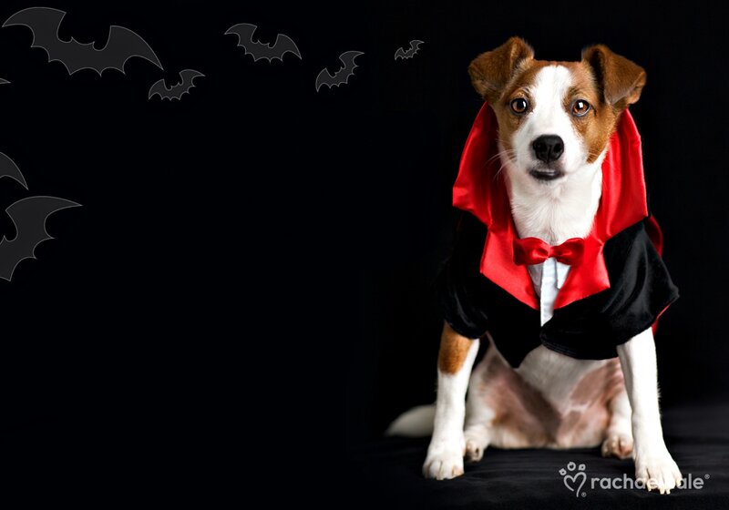 Dog in Vampire Costume