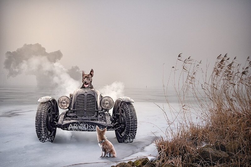 Dog in Vintage Car — Gray