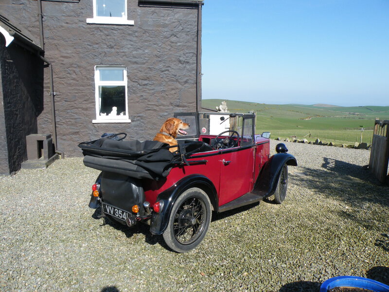 Dog in Vintage Car