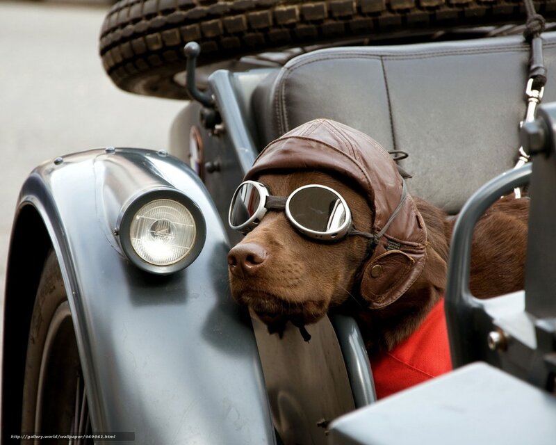 dog in vintage motorcycle sidecar
