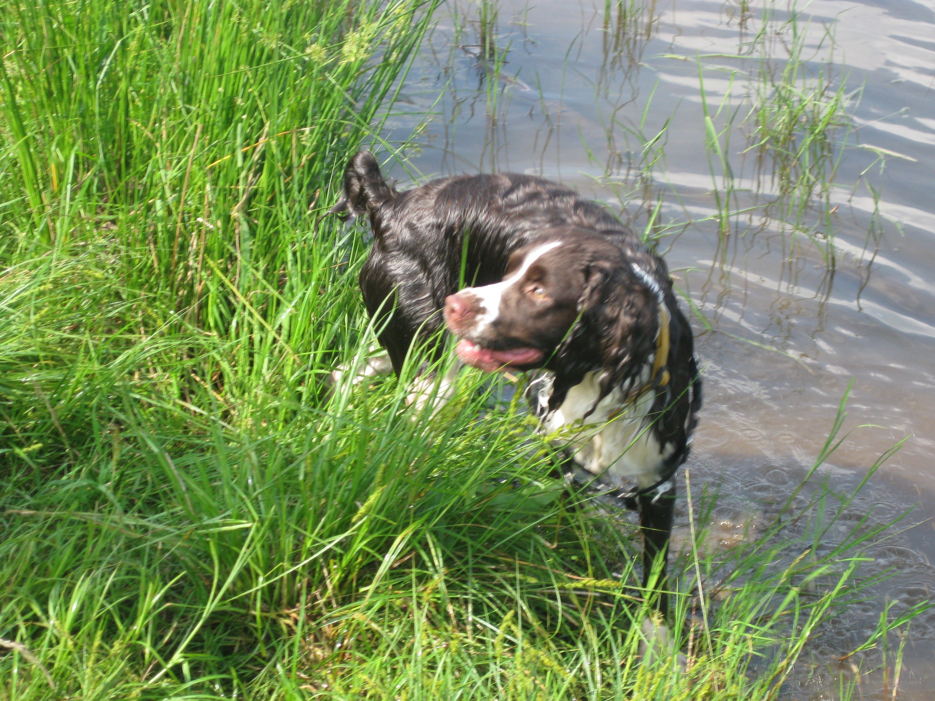 dog in water and grass