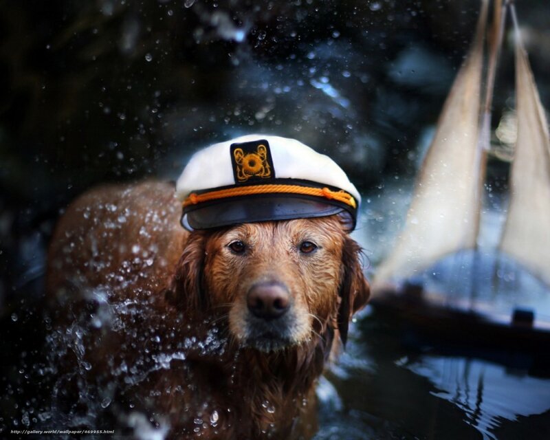 Dog in Water — Brown