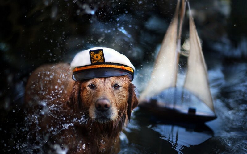 Dog in Water