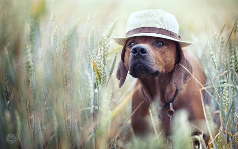 Dog in Wheat Field — Brown, Calm