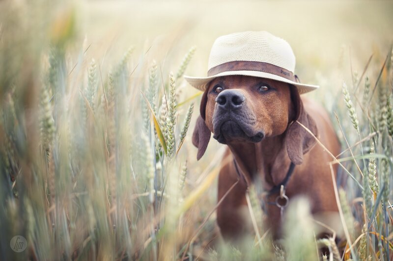 Dog in Wheat Field — Brown