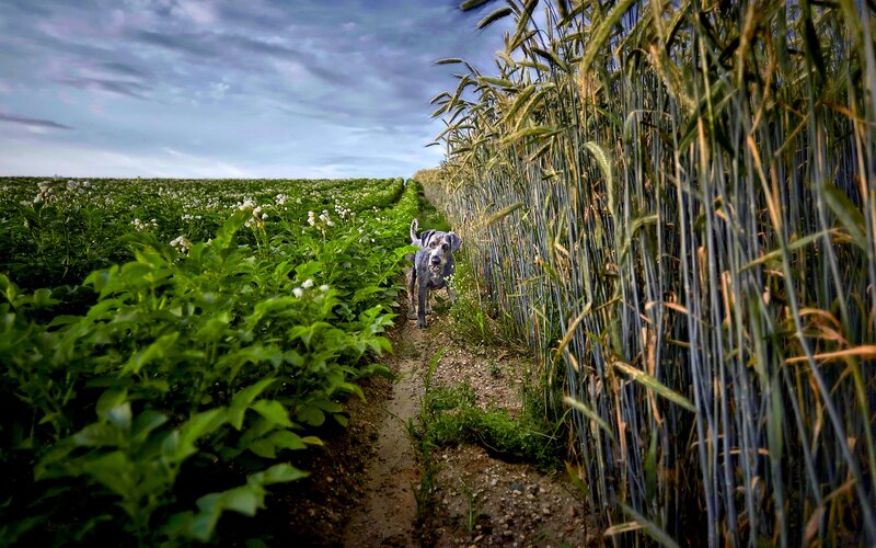 Dog in Wheat Field