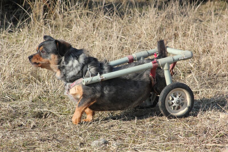 Dog in Wheelchair — Brown, Calm