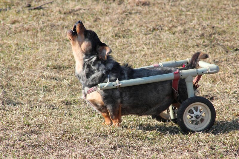 Dog in Wheelchair — Brown