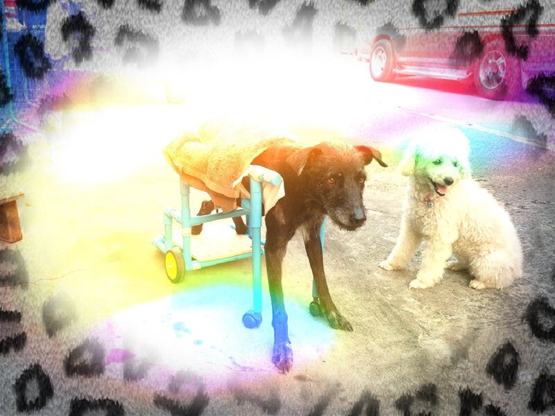 Dog in Wheelchair