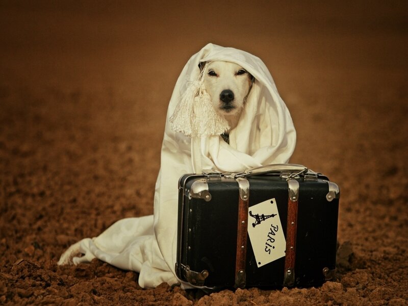 Dog in White Cloth